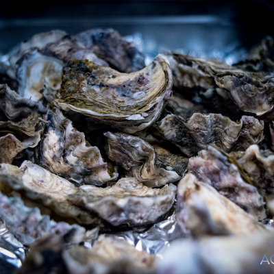 oysters